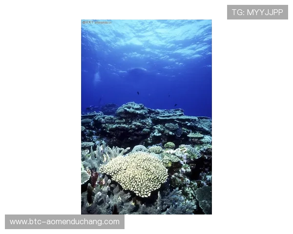 海洋之神国际版全新上线带你领略深海奇观与丰富的海底宝藏探索体验